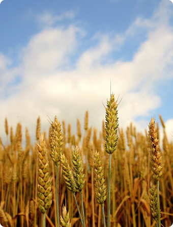 Wheat field with blue sky