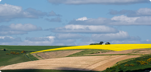 Agroton expands sown areas