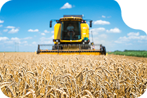 Combine harvester harvesting wheat in a Ukrainian field