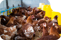 Chickens inside a poultry farm facility in Ukraine
